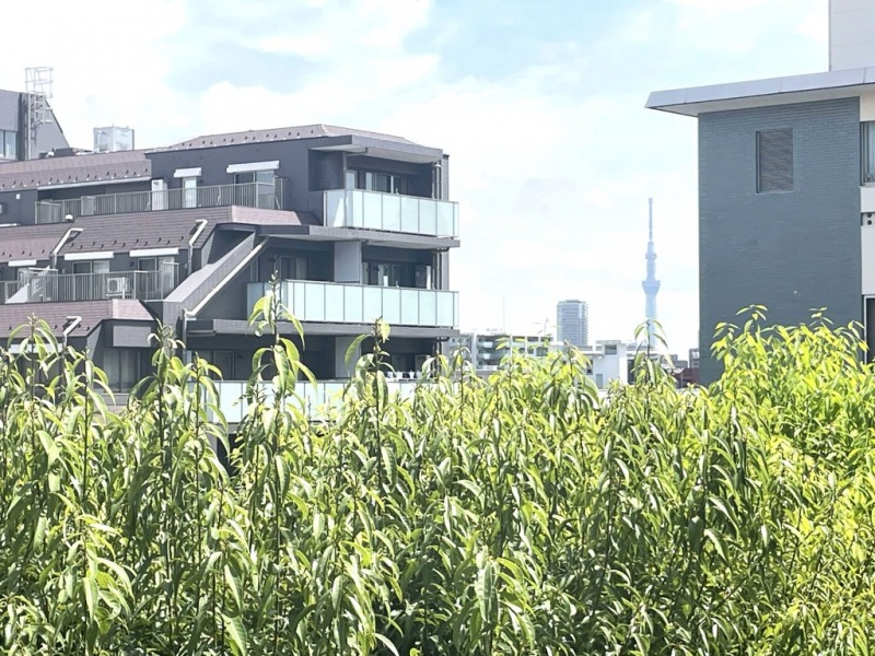 【住戸からの眺望】東京スカイツリーも遠望できます。